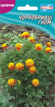 Чорнобривці Гном 50 шт (401224)