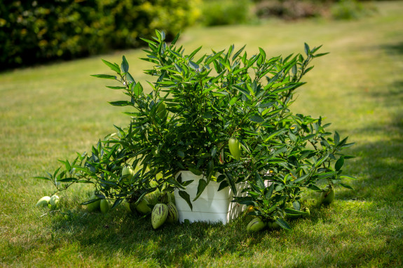 Квітковий горщик Berberis 80 см (белий + зелений) (white + green)